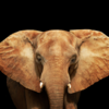 Article image for: African Elephant
