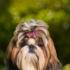 Shorkie Long Hair Shorkie Puppy Blonde Shorkie Portrait Of A