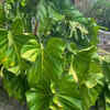 Hathikana