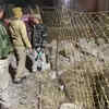 Article image for: Greater Noida: <i class="tbold">search and rescue operation</i> of Leopard continues for second day