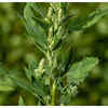 Why you should eat Bhathua during winters