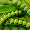​Green peas