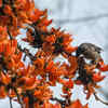 ​Palash