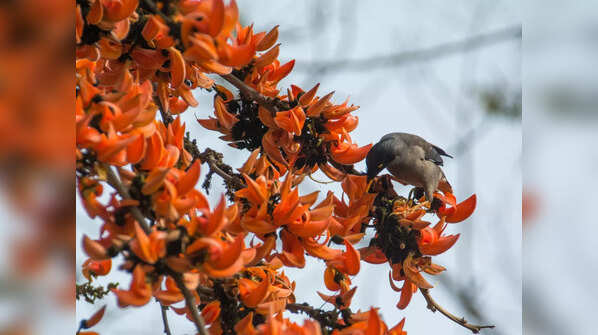 Palash