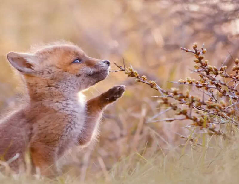 These mesmerising pictures of the wild world will put a smile on your face