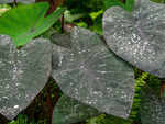 Colocasia leaves