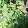 ​Decoding the nutrient value of bathua