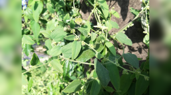 Decoding the nutrient value of bathua