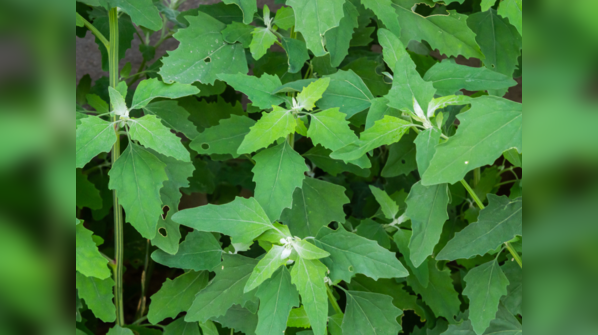 Bathua Bhujia