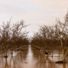 Article image for: Over 220,000 still without power due to <i class="tbold">california</i> storm