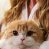 Article image for: Scottish Fold