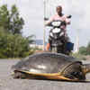 Turtle's road walk