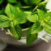 Mint leaves
