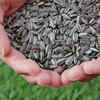 Sunflower Seeds