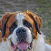 Article image for: Saint Bernard