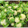 High in antioxidants