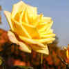 Article image for: Variety of roses