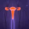 Vulva