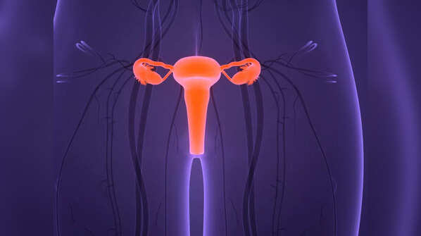 Vulva