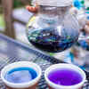 What is Blue Tea and why it's in trend these days