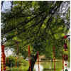 Article image for: <i class="tbold">wedding rituals</i>