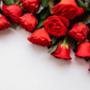 February 7 - Rose Day 