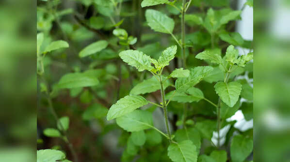 Holy Basil