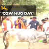 Article image for: Not Valentine's Day, its '<i class="tbold">cow hug day</i>,' here is why