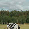 Article image for: Appeal for <i class="tbold">cow hug day</i>
