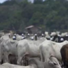 Article image for: '<i class="tbold">cow hug day</i>'