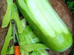 Bottle Gourd