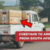 Article image for: Twelve Cheetahs from <i class="tbold">south africa</i> to arrive in India on February 18