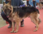 Poochilicious pets steal the show at city carnival