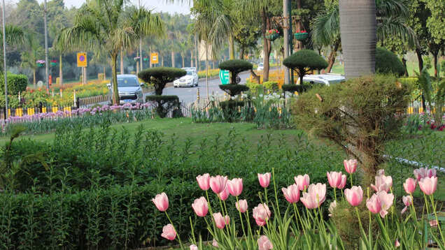 Ongoing Tulip Festival at Shantipath is a sight to behold; all you need to know