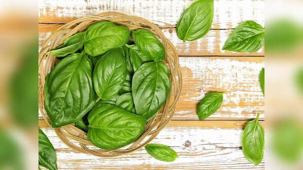 Basil Leaves