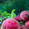 Article image for: <i class="tbold">beetroot</i>