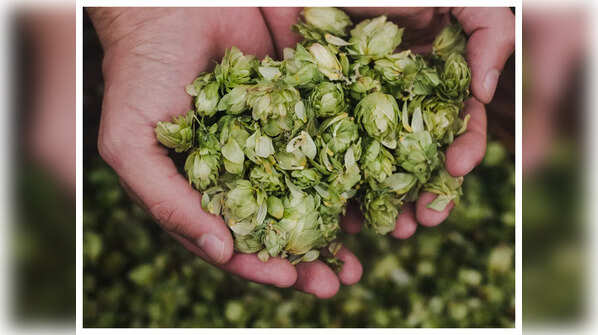 What are Hop Shoots?