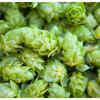 Nutritional value of hops