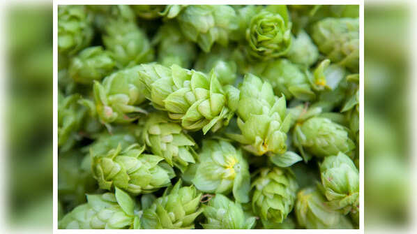 Nutritional value of hops