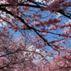 Article image for: What species are <i class="tbold">cherry blossom</i>s?