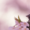 Article image for: Japan’s <i class="tbold">cherry blossom</i>