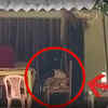 Article image for: Dogs resting in police station as no policeman found in Ayodhya outpost