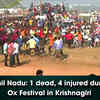 Article image for: 1 dead, 4 injured during Ox Festival in <i class="tbold">krishnagiri</i>