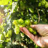 Where does hop shoot grow?