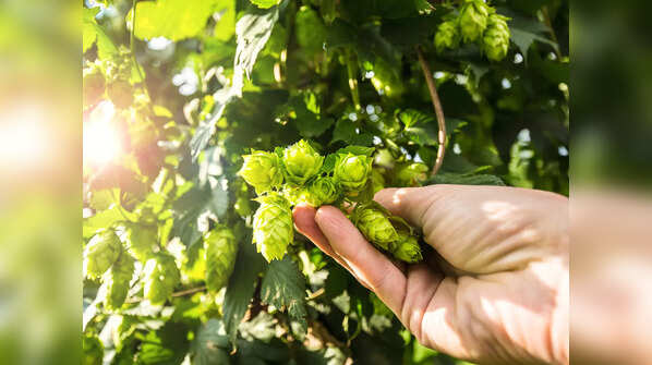 Where does hop shoot grow?