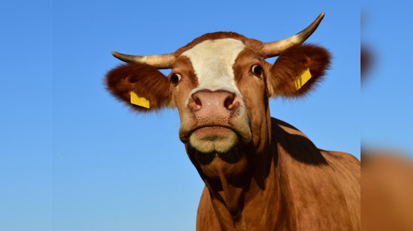 New case of mad cow disease raises alarm: