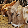 Why does mad cow disease occur?