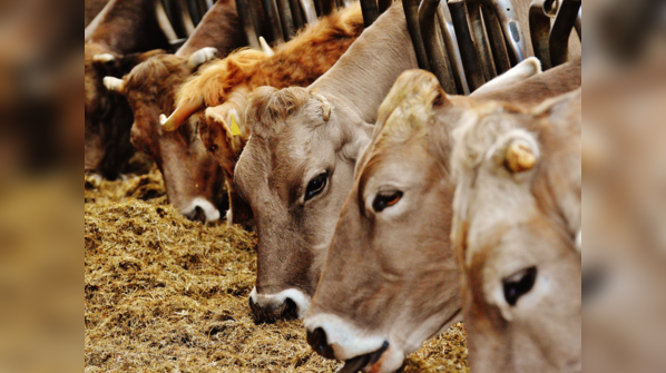 Why does mad cow disease occur?