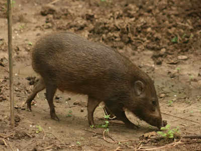 Rarest of rare animals in India and where to find them (if lucky) | Times  of India Travel