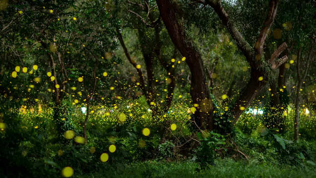 Explore nature&rsquo;s bounty in Bhandardara